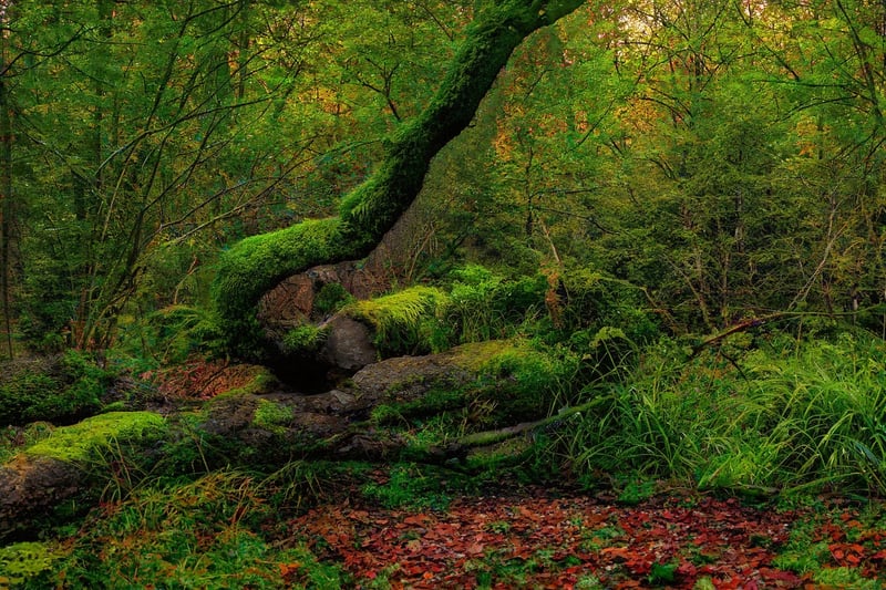 Magical Woods