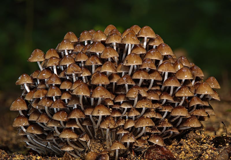 Woodland Decor